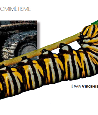 Initiation au biomimétisme