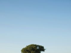 Production en série : le biosourcé devient enfin crédible